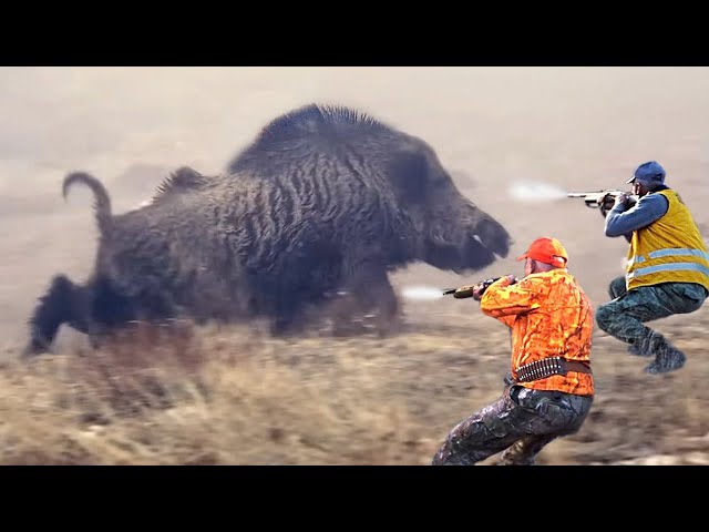 Biggest Boar in American! Texas Hunter Remove Hundreds of Wild Boar That Are Destroying Crops