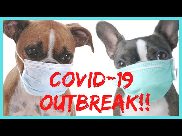 Coronavirus OUTBREAK in Dogs? – Everything You Need to Know! 😷