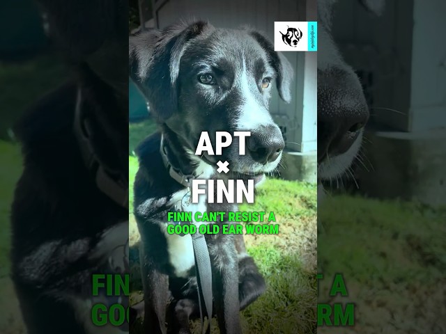 Meet me at the APT! #APT #trending #kpop #cutepuppy