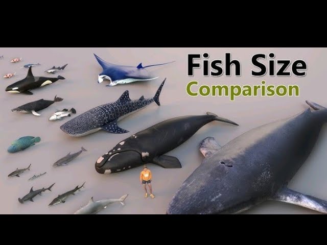 aquatic animals/size comparison