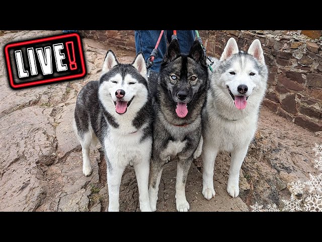 Husky Hangout in the RV 🔴 LIVE Q & A With our Siberian Huskies!