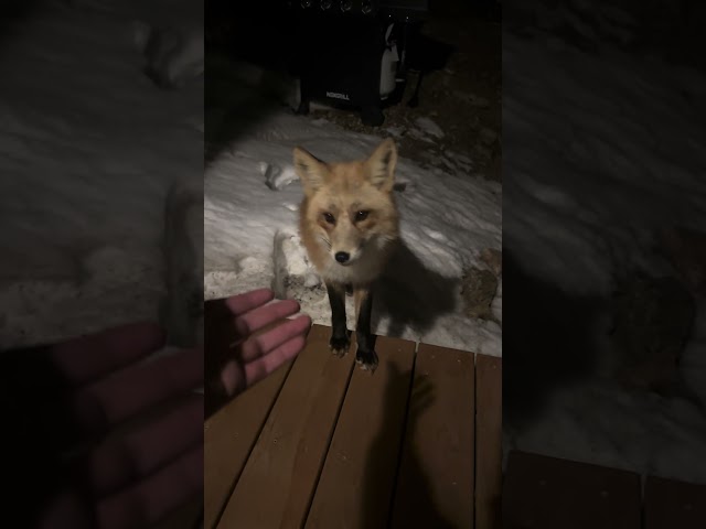 Reached a new level with my fox friend and made physical contact