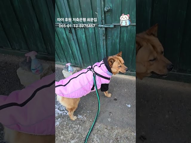 20250208 오후 산책 an afternoon walk - 따야 Ddaya# #따야 #Ddaya #jindo #왕크왕귀 #puppy #jindodog #진돗개 #댕댕이 #간식