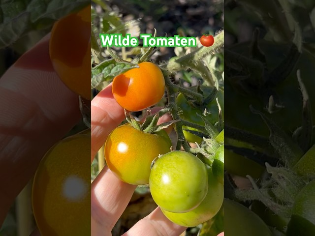 Die wilden Tomaten werden rot 🍅