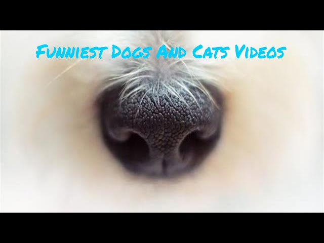 funniest dogs and cats awesome funny pet animals life videos