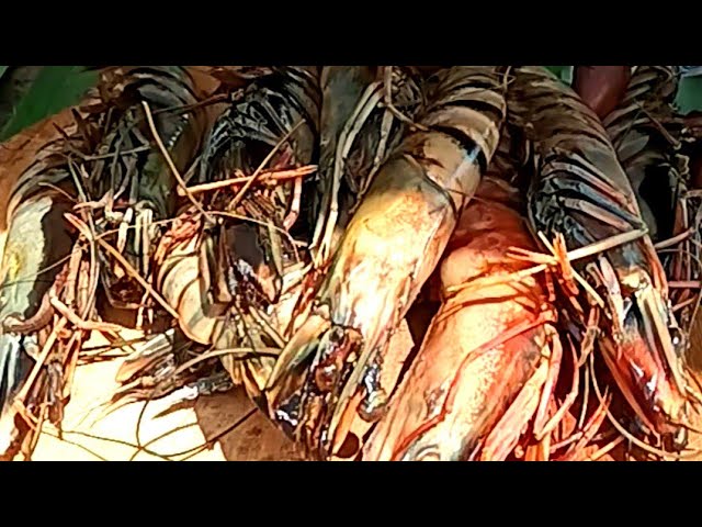 How we prepare Healthy Smoked Catfish,Jollof Rice,Shrimp,Banana Flower & Cassava Harvest ASMR🍤#viral