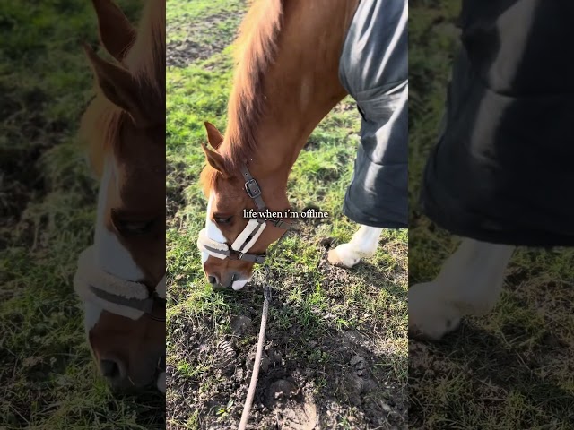 Mein Leben wenn ich offline bin🐴💗✨🫶🏻 #horse #equestrian #pferdetraining #riding #foryou