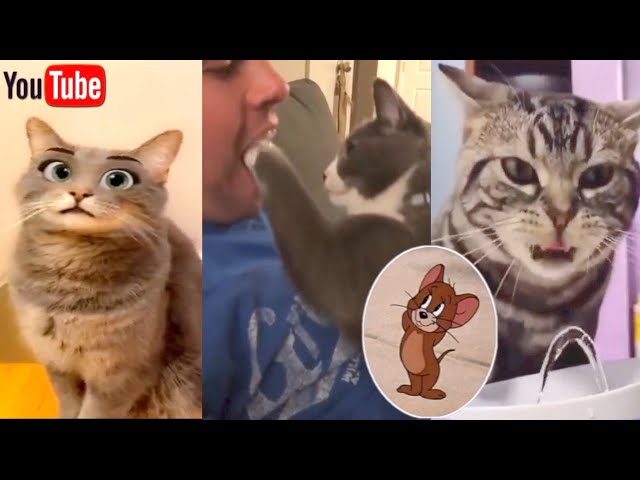 Funniest Cats That Will Make You Die Laughing 2021 | Funny Video