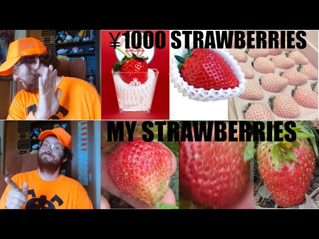 Japanese strawberries are EXPENSIVE. I'm trying to make my own.