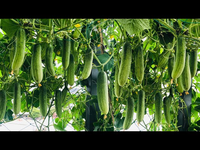 How to Grow Cucumbers with Many Fruits (plant in pots on the terrace)