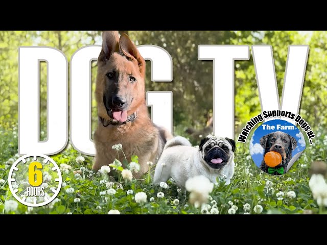 DogTV Relaxation Video for Dogs 🐶 Relaxing Music for Dogs 🐶 For Dogs to Sleep & Reduce Anxiety