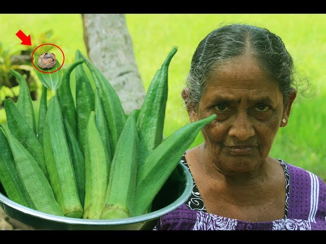 Okra curry - Village food Channel - primitive technology - Village food factory - village life