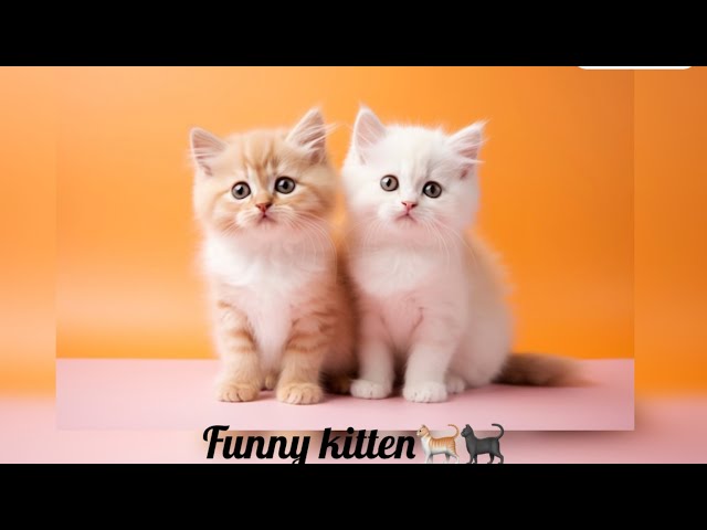 The cutest kitten movie🐈🐈‍⬛.    #cute #kitten #cat #new