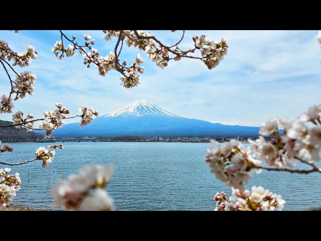 Live Japan Mt. Fuji 🌸Sakura🌸 Walk - Exploring Cherry Blossom spots around Lake Kawaguchiko