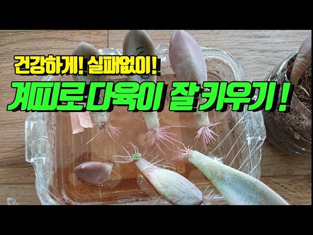 대박!! 계피로 다육잎장 더 빨리 건강하게 나오는 방법! (How succulents grow well using cinnamon!)