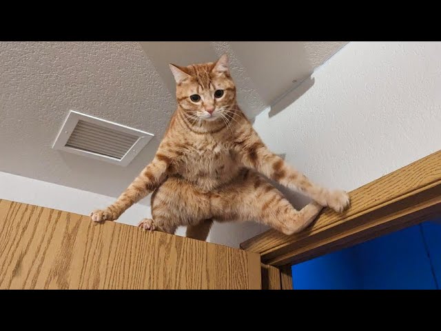 Orange Cats rule the World of Cat Comedy 😹 Best FUNNY CAT videos 2024