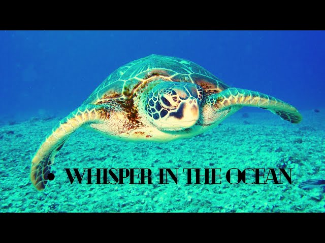 Whisper In The Ocean Beautiful Piano Music-Pure Soothing And Relaxing Vibes