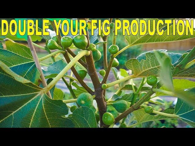 Fertilizing Figs For Maximum Production - Double Your Fig Harvest