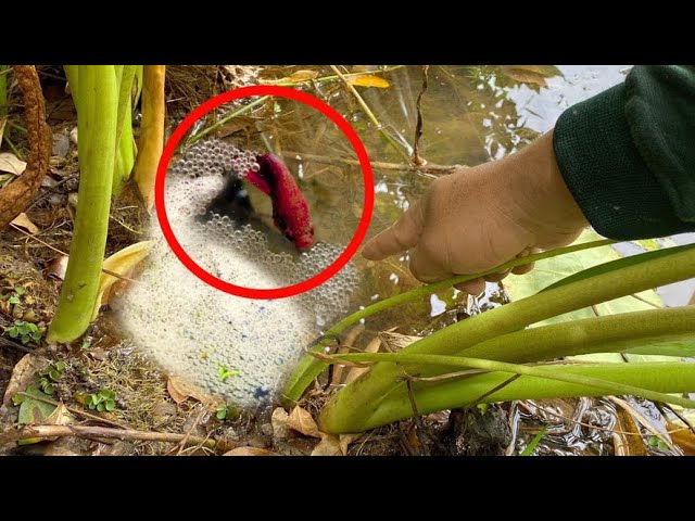 Lucky Founding_Giant Betta Fish& A lot of Angle Fish in Lake Catch By Fisherman Skill