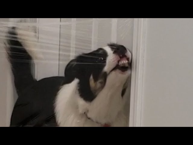 Invisible wall challenge | Border Collie Roy