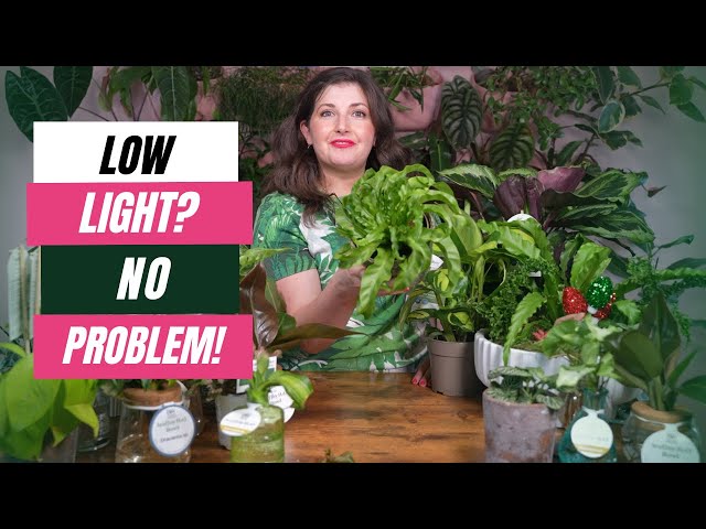 Low Light Plants: How to Choose the Best Houseplant for You and the Dark Rooms