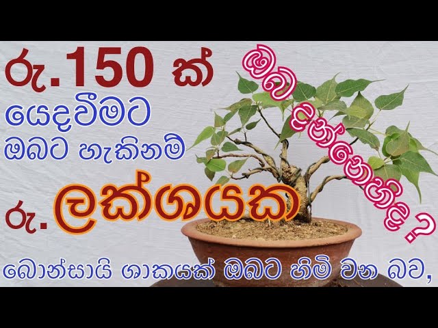 රු .ලක්ෂයක් වටින බොන්සායි ශාකයක් රු.150 කින් / මිල අධික බොන්සායි ශාකයක් සුළු මුදලකින් / sinhala/new