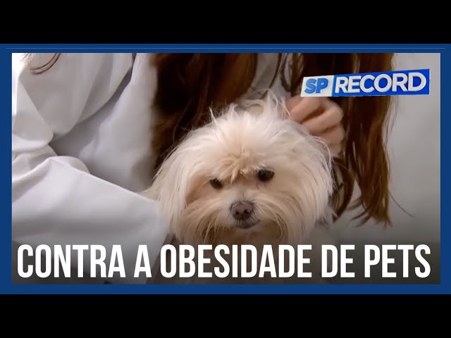 Vida saudável: alimentação natural ajuda a evitar obesidade de cães e gatos