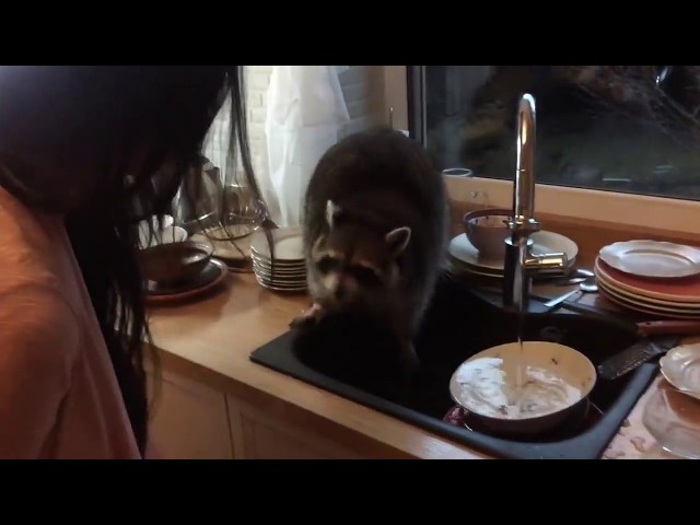 Raccoon washing dishes)))