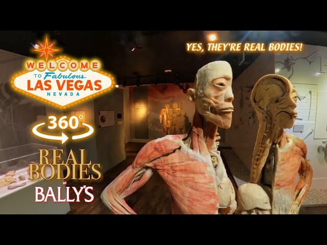 Las Vegas: Real Bodies at Bally's [360 VR]