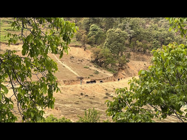 Environment of Barekot Jiree Village || IamSuman