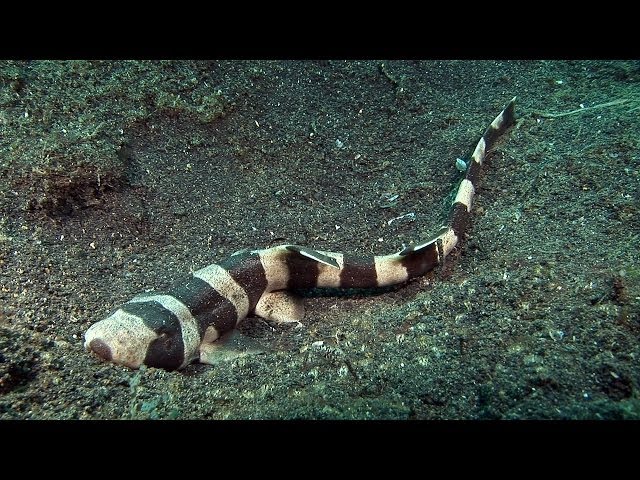 Mucky Secrets - Part 4 - Stingrays & Sharks - Lembeh Strait