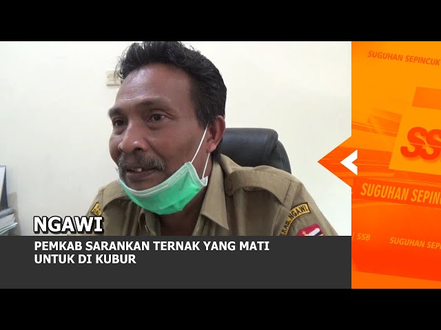 NGAWI - PEMKAB Sarankan Ternak Yang Mati Untuk Di Kubur