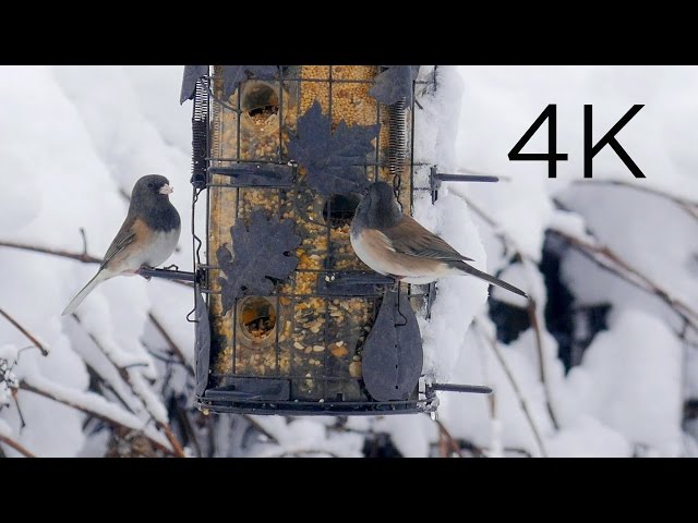 Relax and Kick Back at the Snowy Birdfeeder for Bird Lovers - 4k UHD