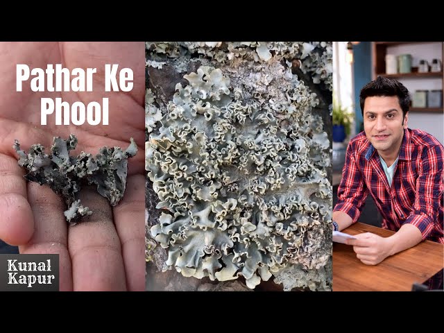 Pathar Ke Phool Kya Hota hai |  Dagad Phool, Kalpasi, Stone Flower | Kunal Kapur Recipes Uttarakhand