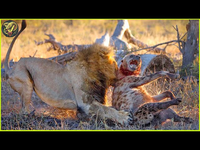 Most UNBELIEVABLE Moments When Hyenas Messed With The Wrong Animals | Animal Fighting