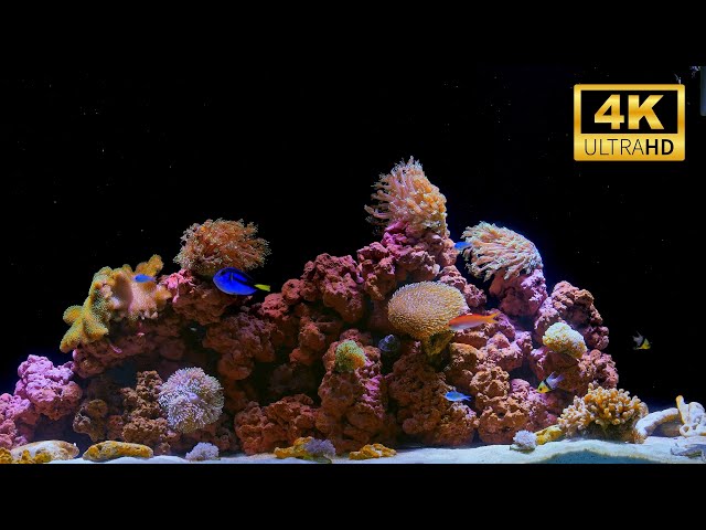 4K Real Aquarium Music Live | Beautiful Fish Tank for Meditation, Sleep & Stress Relief