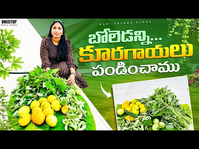 అమెరికాలోని మా పెరటిలో BUMPER HARVEST || ఇన్ని పండిస్తామని ఎప్పుడు అనుకోలేదు || RADI TELUGU VLOGS