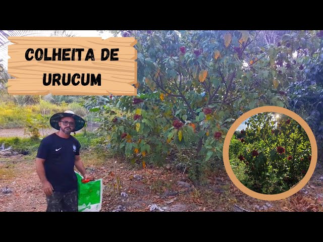 COLHEITA DE URUCUM NO RANCHO (corante ou coloral): urucum parte 1.