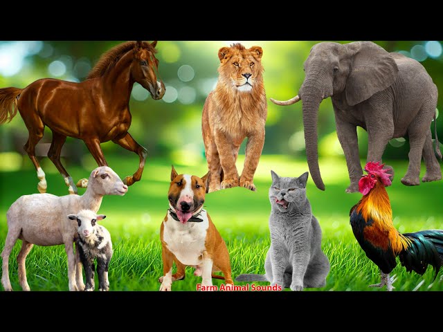 Cute Farm Animal Moments: Chicken, Horse, Cat, Sheep, Cow, Goat, Elephant, Dog - Animal Sounds