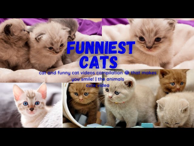 Funniest Cats - cat and funny cat videos compilation 😂 that makes you smile! | the animals