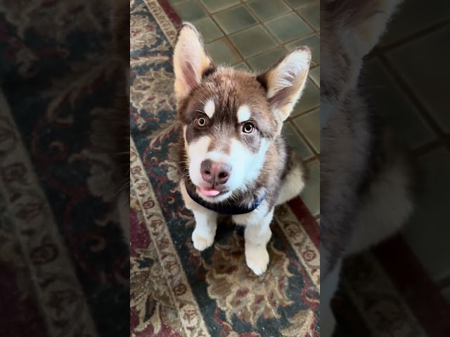 Cutest Alaskan Malamute Puppy Eyes 🐾👀😍 #cute #puppy #malamute #shorts #siberianhusky