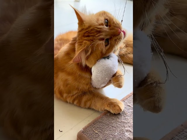 Cute Ginger Persian cat plays with a mouse 😸🐁