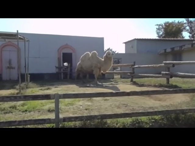 【東武動物公園】【VR180】ふたこぶらくださん　1