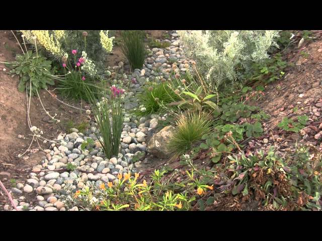 Swale & Rain Garden How To