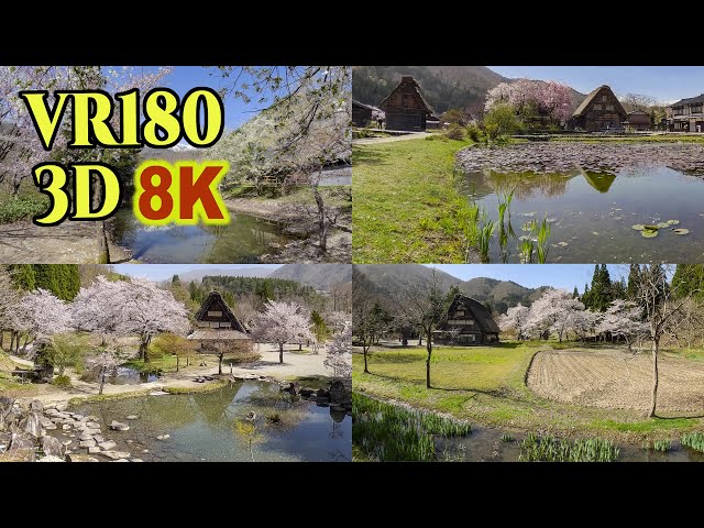 [ 8K 3D VR180 ] 白川郷の桜 Beautiful Scenery with cherry blossoms in Shirakawa-go,World heritage,Japan