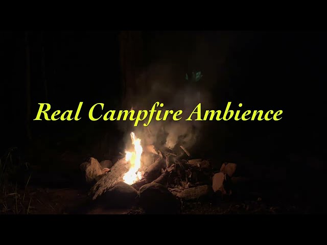 Real Campfire Ambience |  96 minutes | Forest at Night