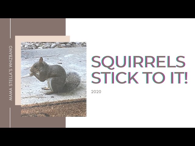 Squirrels Stick to It!