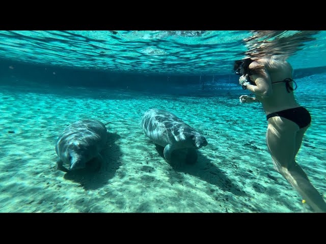 Wild Manatees Playing in a Florida Spring