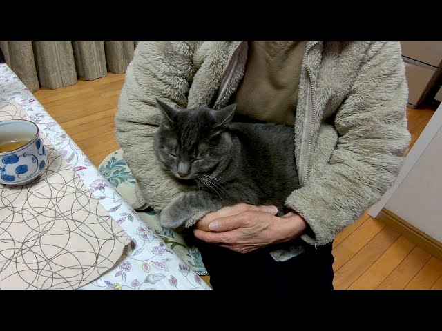 A cuddly cat who wants to stand by her beloved grandma.