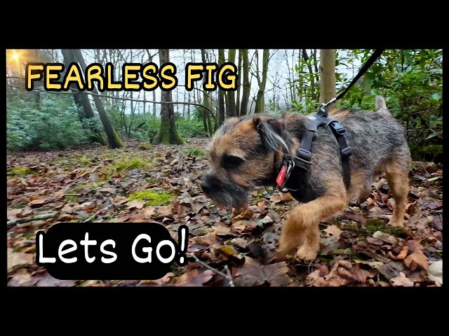 FEARLESS FIG Takes on the Enchanted Woodland Walk | Forest Adventure